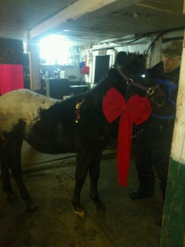 photo par MagicJJ Un poulain en cadeaux de noel