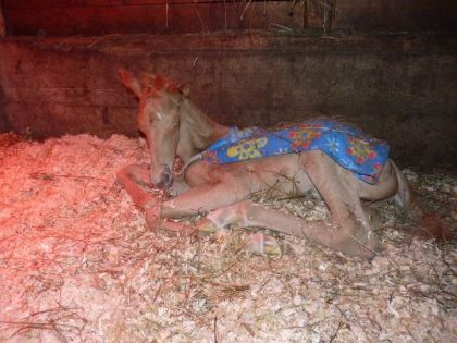 Notre 1er palomino n&eacute; &agrave; l'&eacute;curie! On est fi&egrave;re de notre Red ant...