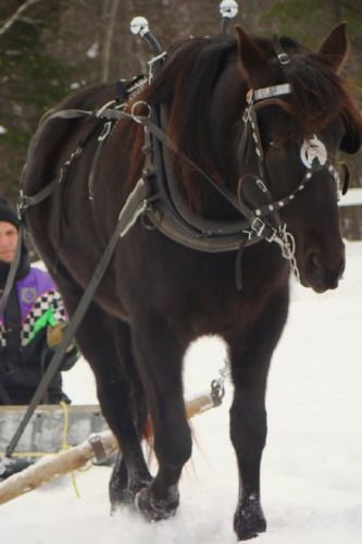 Débourage de ma jument canadienne a l'attelage par mon chum et...