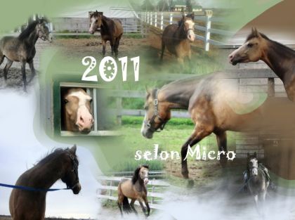 Un montage de photos de Micro, poulain de 3 ans de ma meilleure...