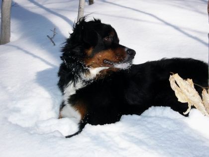 Mon chien Tobby!