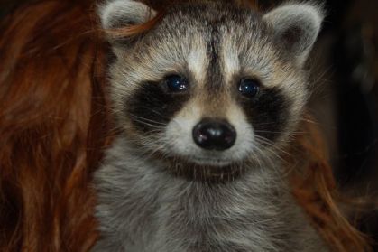 Fluffy <3