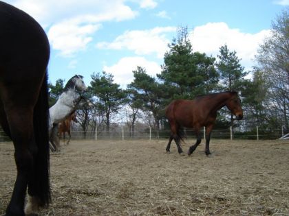 Cheval de Valerie