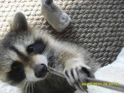 Fluffy qui joue avec ma camera