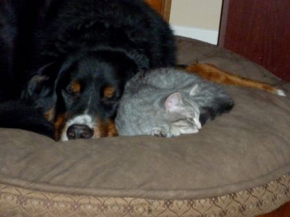 Qui disait "comme chien et chat?" hihihihi