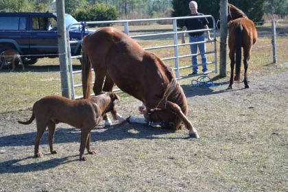reverance de la aprt de Junior :)