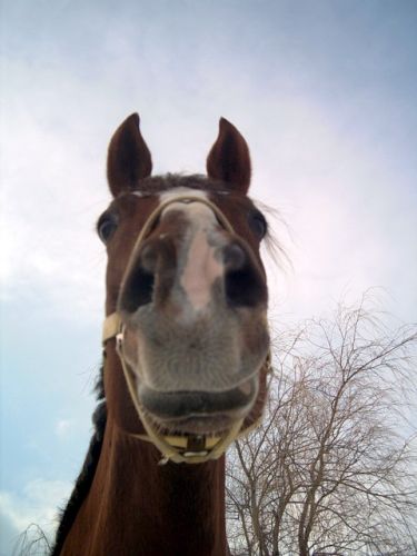 Nez d'un cheval