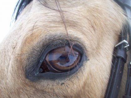 oeil de sage
