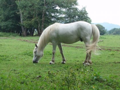 beau poney