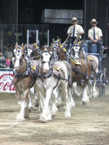 Attelage de 8 clydesdale à l'expo québec. C vraiment très...