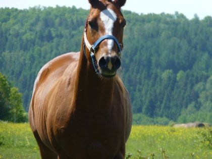 P&eacute;lerin :)<3