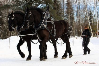 Bille et King, Percherons de 19 mains vs humaine de 1,64 m :)