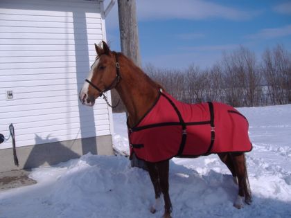 Cheval avec couverture rouge