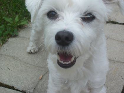 mon chien Snoopy