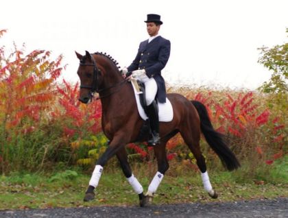 photo par Bond Bond James Bond, étalon trakehner 5 ans