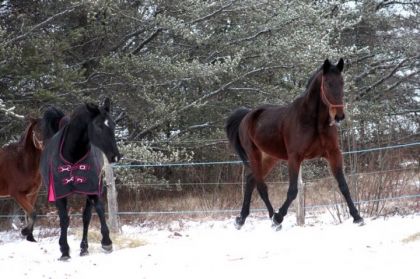 Mes deux standardbred :)