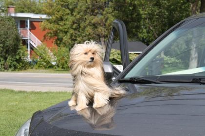 jai aussi un chien et jai encor  + danimaux hihihi