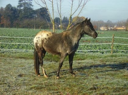 photo par izabel47 Mon étalon Underain Lo Streakin Appaloosa de 4 ans
