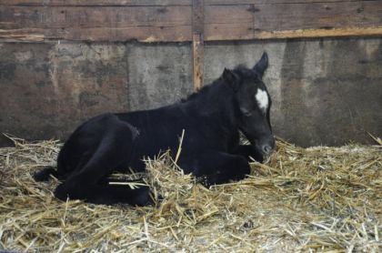 Bébé Shély née hier, fier de ma Queen d'avoir fait un beau bébé...