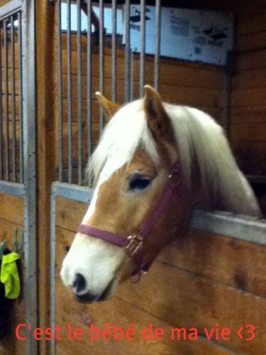 mon cheval dans son box