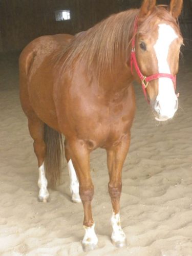 Quen pensez vous ? notre nouveau cheval 