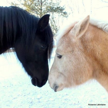 mon poney et sa meilleure amie xxx é qui vont sennuyer ses deux...
