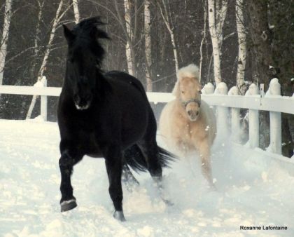 mon ti poney avec sa meilleure amnie heaven au grand galop .. je...