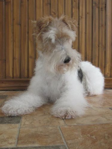 Tit chien d'amour :) 