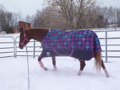 Un petit tour dehors pour ma Cybelle  - 13 janvier 2012