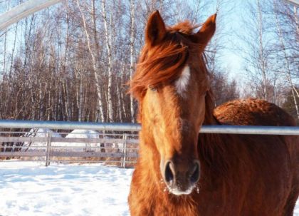 Misky, jument canadienne x QH  :->