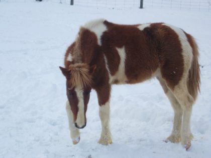 Ca faisait longtemps que j'avais pas mit une photo de Turbo :)