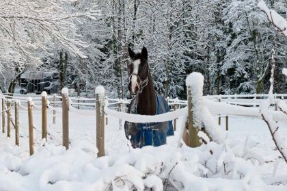 beau cheval beau cadre jai reussi sa photo en moins de 5 min