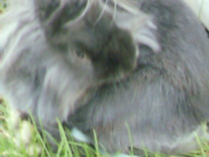 Ma lapine layla!(l'image est un peu flou)
