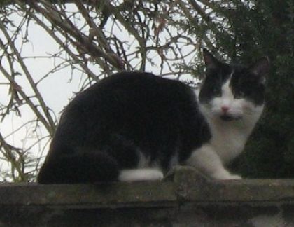 un chat de ma rue