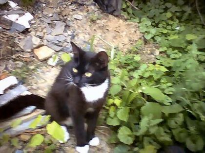 un chat sovage mais tres afertueuse enver nous!!!