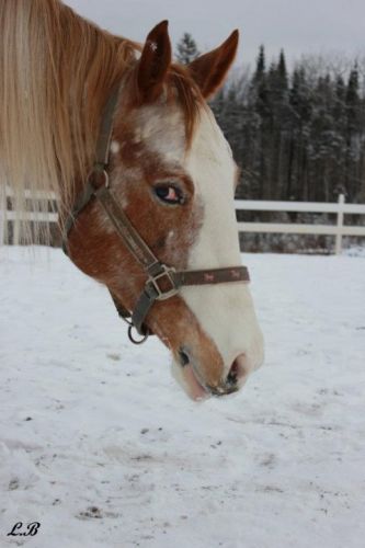 Oeil d'appaloosa :-) 