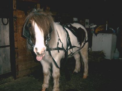 Cheval avec attelage dans l'écurie 
