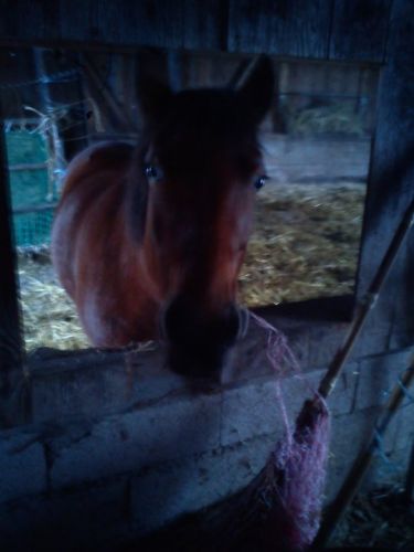 Ma Louloute (L) 