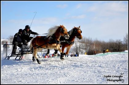 Derby St-Hubert 2012, finale. Meneur: Jocelyn Daigle Chevaux:...