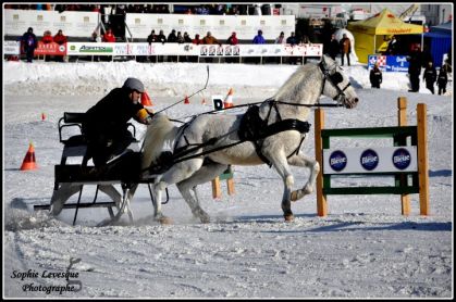 Derby St-Hubert 2012. Meneur: Jeannot Quirion. Cheval: Ninja,...