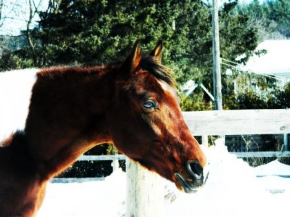 Mon tonto qui senvient avec une belle encolure muscler!