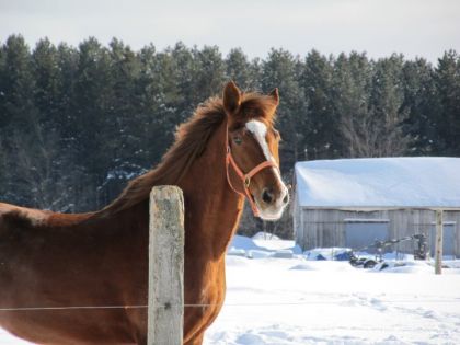 Ma belle Easy , la crini&egrave;re au vent ! :) ♥♥
