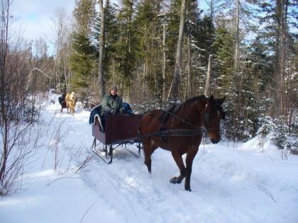 Cheval attelé sur une voiture avec des skis en hiver