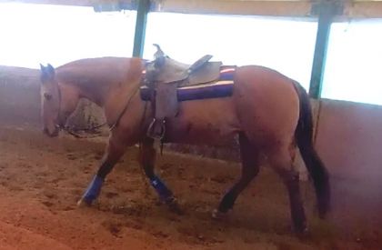 Ma belle jument de reining que j'adore :)