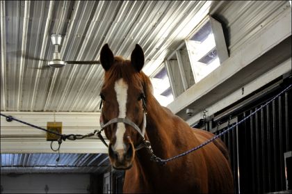 &laquo;Jess, j'aimerais sortir dans mon paddock pour manger...&raquo; - 21...