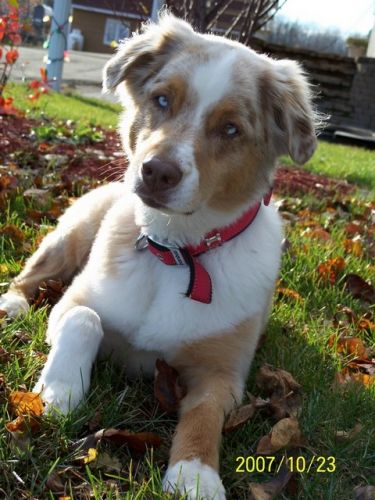 Voici Jackspot  le chien de ma propriétaire d'écurie il est...