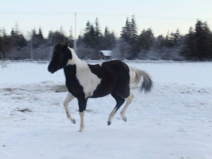 Belle pouliche de mon coeur...Pour ses 11 mois et 1 semaine elle...