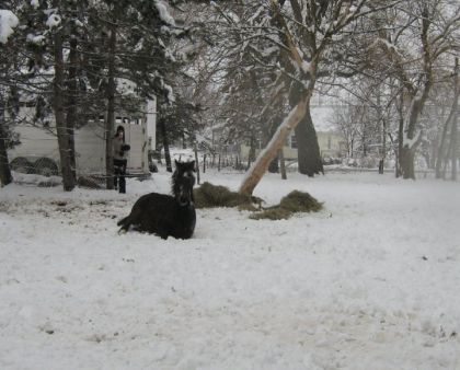 Rosie couchée dans la neige :P