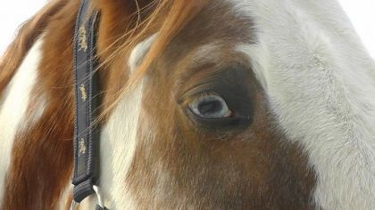 Le doux regard de mon grand :)