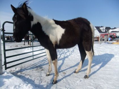 Belle poupoune qui fete c'est 1 ans dans 14 jours...Sa grandit...